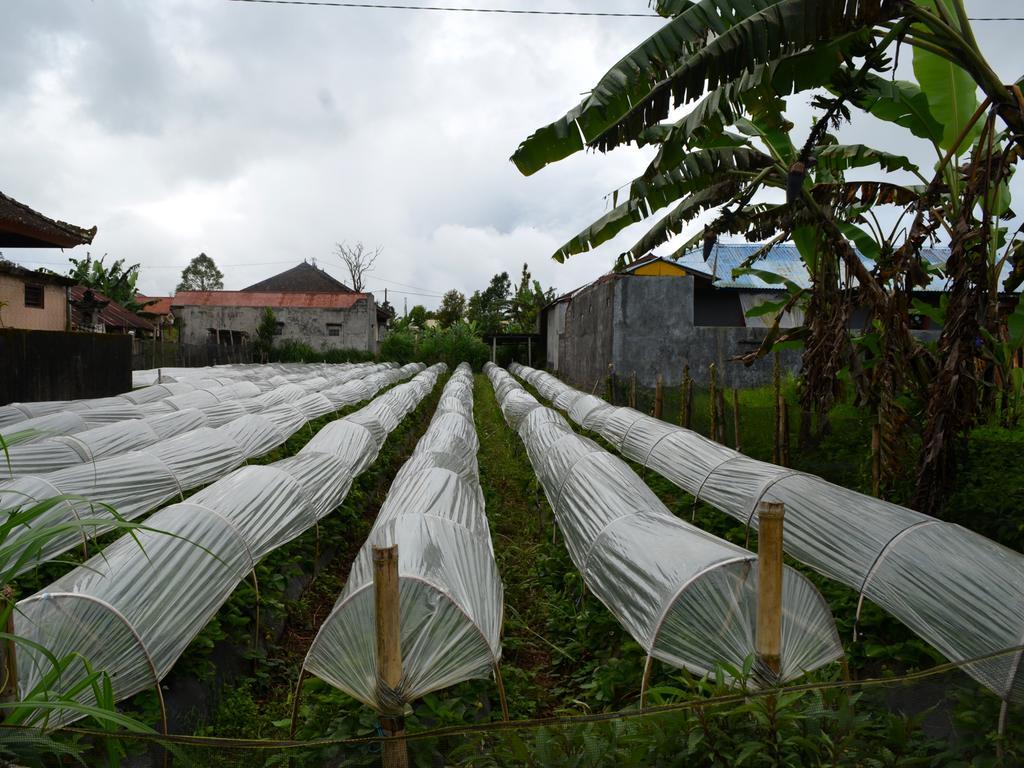 Dajan Buyan Homestay Bedugul  Dış mekan fotoğraf
